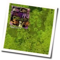 Seal Eyeing Chords by Animal Collective