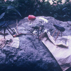 Growing - Dying Tab by The Backseat Lovers