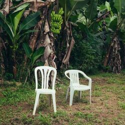 Lo Que Le Pasó A Hawaii Chords by Bad Bunny
