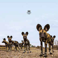 Fever Chords by Balthazar