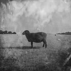 Black Sheep Ii Chords by Ben Fuller