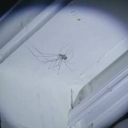 Spider Ukulele Chords by Bo Burnham