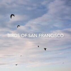 Birds Of San Francisco Chords by Bo Staloch