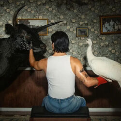 Boylife chords for The gambler