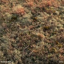 Let Go Chords by Brooke Bentham