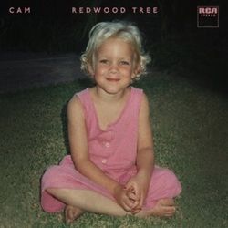 Redwood Tree by Cam