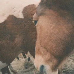 Wild One Chords by Cat Clyde