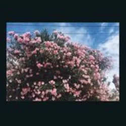 Choke Chords by Ceres