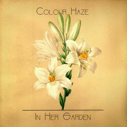 Lavatera Live by Colour Haze