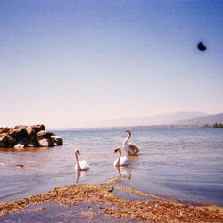 Loss Memory Chords by Coma Cinema