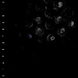 Seeds Bass Tab by Crumb