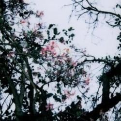 Coda Tab by Dead Poet Society