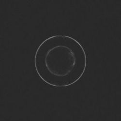 In The Blood Tab by Dizzy Mizz Lizzy