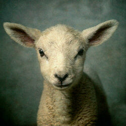 Lamb by Elevation Worship