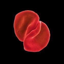 My Body Is A Cage  Chords by Peter Gabriel