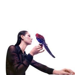 Dreams Chords by Grace Cummings