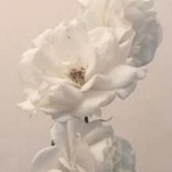 Disconnected Chords by Imminence