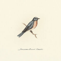Bluebird by Jamestown Revival