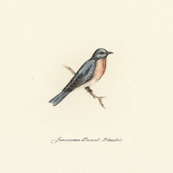 Bluebird Chords by Jamestown Revival