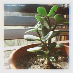 Flaw In Design by Jenn Liles