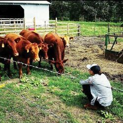 Cows Chords by Jesse Welles