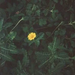 As Long As It Takes You Ukulele Chords by Keshi