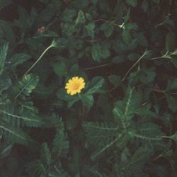 As Long As It Takes You Ukulele Chords by Keshi