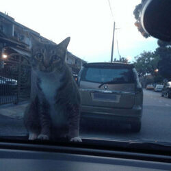 Leverfall tabs for Waiting