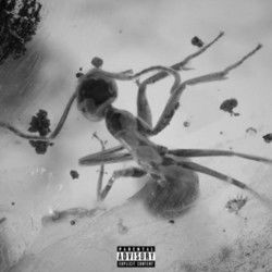Insects by Lil Dusty G