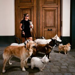 Chiens Chords by Louane