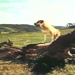 Old Yeller Theme Opening And Closing Chords by Soundtracks
