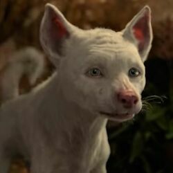 Animal Chords by Mogli