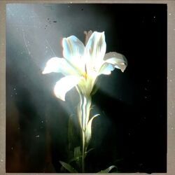 Light That Leads Me Chords by Netsky