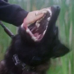 Fighter Dog Chords by Nikki Falk