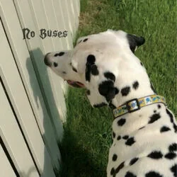 Untouchable You Bass Tab by No Buses