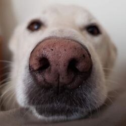 Always Love You Like A Good Ole Dog Chords by Oliver Anthony Music