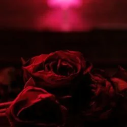 Crossfire Chords by The Paper Kites