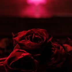 Crossfire Chords by The Paper Kites