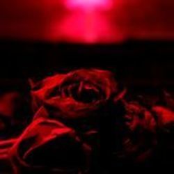 Without Your Love Chords by The Paper Kites