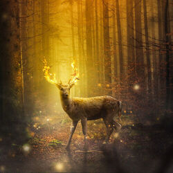 The Lonely Deer Of The Hidden Woodlands Chords by Ryan And The Cat Daddy Band