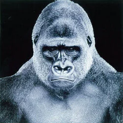 Impossible Chords by The Screaming Jets