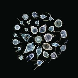 Bye Bye Spirit Chords by The Sea Nymphs