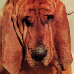 Goodbye Bread Bass Tab by Ty Segall