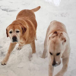 I Don't Belong Chords by Shambles