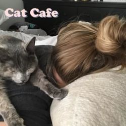 Cat Cafe Chords by Shoffy