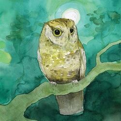 Slow And Steady Ukulele Chords by Sleeping At Last