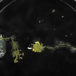 Slime Bass Tab by The Symposium