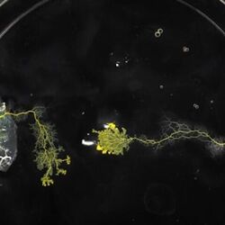 Slime Bass Tab by The Symposium