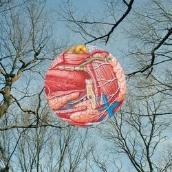 End Of The Rope Chords by They Might Be Giants