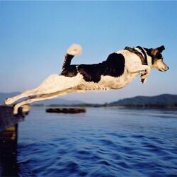 Trueblood tabs for Never let you down